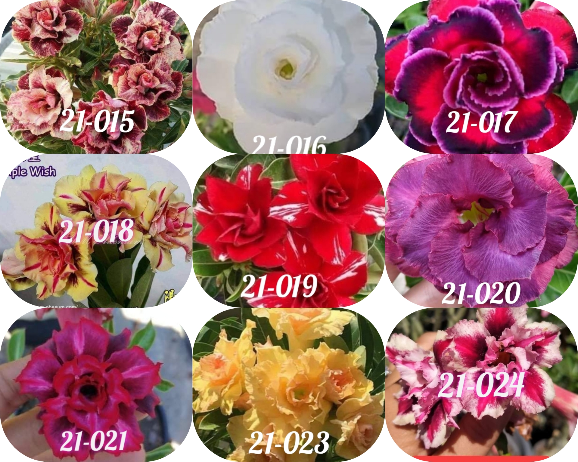 2021 Pre-Order Set of 9 Rose Adenium plants.